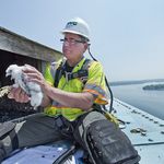 NYC DEP Research scientist Chris Nadareski with a falcon atop the Throgs Neck Bridge</br>